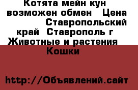 Котята мейн кун, возможен обмен › Цена ­ 15 000 - Ставропольский край, Ставрополь г. Животные и растения » Кошки   